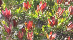 How to Prune a Leucadendron with David Rizzo