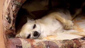 #Собака #Чихуахуа #Смайлик во #сне. Член #семьи, #брат #меньший  
#Забавный, #шустрый, #красивый.