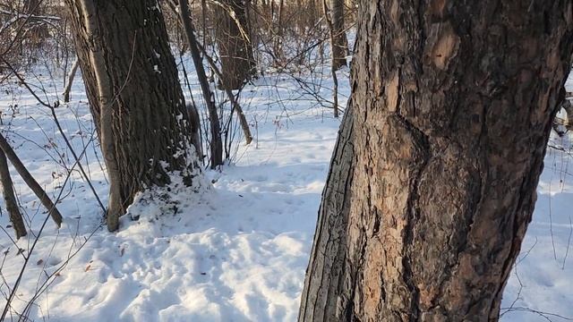 Шкодные белочки - бегают друг за дружкой? смотреть онлайн