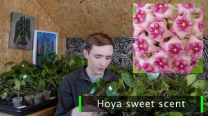 Nowa dostawa roślin | Piękne perełki | Hoya i Philodendron