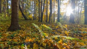 Квантовое исцеление энергией Земли АВРОРА