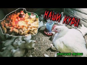 Наши бройлеры, наш курятник Моя деревенская жизнь Our broilers, our chicken coop. My village life