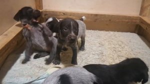 Дратхаар. Щенки 35 дней.