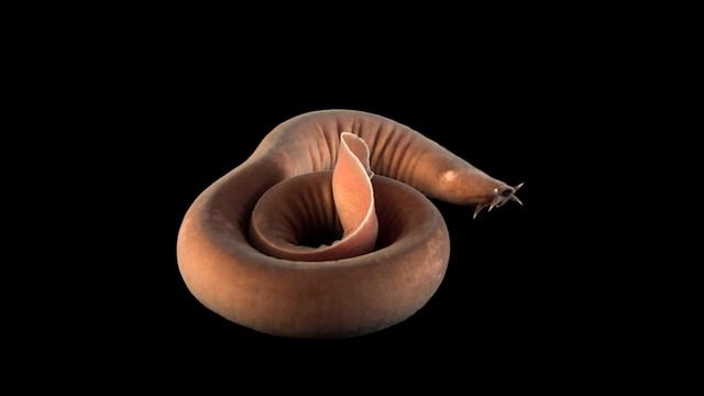 Топ 7 самых ядовитых животных в мире смотреть онлайн