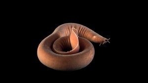 Топ 7 самых ядовитых животных в мире