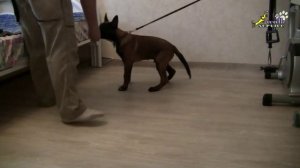 Дрессировка собак, как приучить щенка к поводку