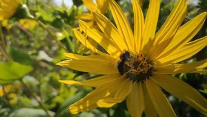 Сильфия пронзеннолистная