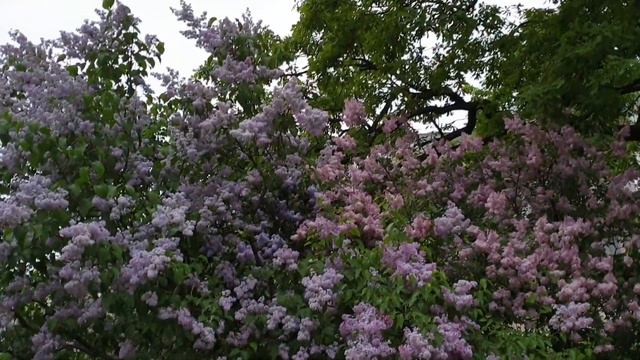 Mozart wonderful music