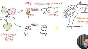 Жизненный цикл покрытосеменных