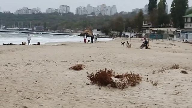 Одесса ⚓ #уЧерногоМоря ?? 776 Ноябрь 2023 смотреть онлайн