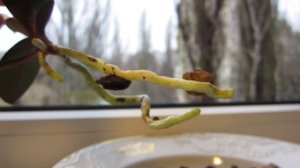 Отделение и посадка детки орхидеи Phalaenopsis Mini   21.11.2013