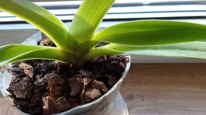 Купила башмачок Ротшильда ( Paphiopedilum Prince Edward of York )
