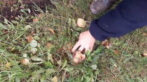 Посадка грибов   результат