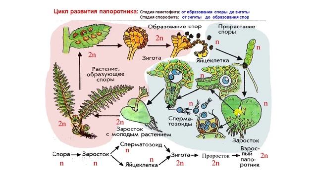 жизненные циклы растений ЕГЭ смотреть онлайн