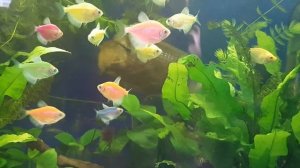 Подводный мир. Аквариумные рыбки тернеция глофиш гурами золотой. Аквариумные растения