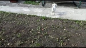 КАК Я ВАРИЛА ВАРЕНЬЕ ИЗ АНТОНОВКИ И ЛИМОНА