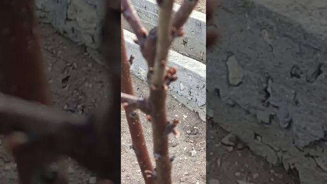 Вербное...
