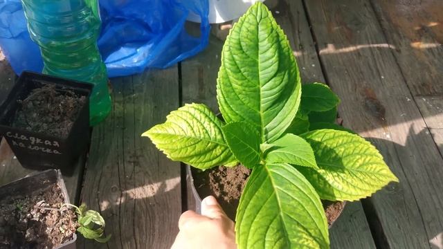 Летнее черенкование. смотреть онлайн