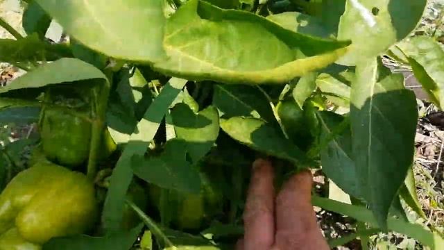 Созревают перцы, как бороться с верховой гнилью!