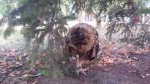 Ёль жрет ель. Сова против дерева