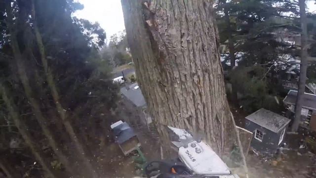 Cupressus macrocarpa removal смотреть онлайн