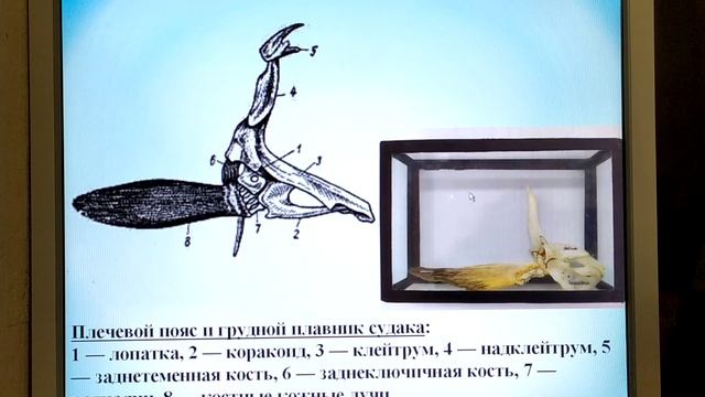 Скелет костных рыб. Часть 3 смотреть онлайн