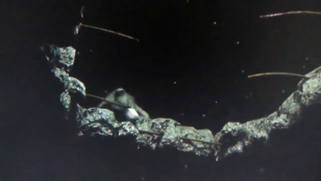 until dawn Wolfie gets killed by wendigos reaction