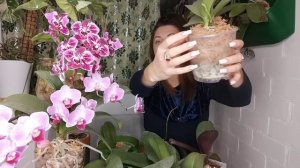 ВСЕГО 1 ложка на ШЕЮ ОРХИДЕИ и из нее ПОЛЕЗУТ КОРНИ и ЦВЕТОНОСЫ ❗КАК ЗАСТАВИТЬ ОРХИДЕЮ ЦВЕСТИ ?