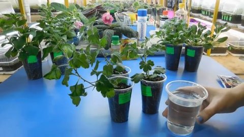 ???ОЧЕНЬ ХОРОШЕЕ УДОБРЕНИЕ ДЛЯ ЦВЕТОВ ! Результат удивил всех ! Большой прирост