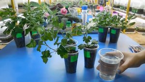 ???ОЧЕНЬ ХОРОШЕЕ УДОБРЕНИЕ ДЛЯ ЦВЕТОВ ! Результат удивил всех ! Большой прирост