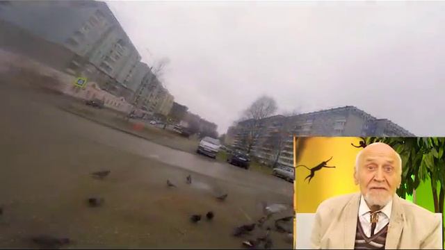 В мире животных смотреть онлайн