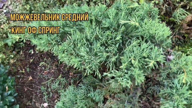 Стригу можжевельник в форме лилии . Стригу лаванду садовыми ножницами . смотреть онлайн