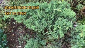 Стригу можжевельник в форме лилии . Стригу лаванду садовыми ножницами .