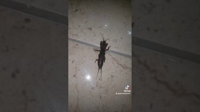 bichos estranhos смотреть онлайн