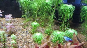 Жидкий углерод для аквариума. Сайдекс, альгицид и др. это не CO2.