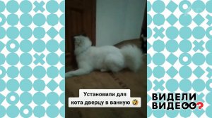 Самоед и дверца для кота. Видели видео? Фрагмент выпуска от 03.05.2020