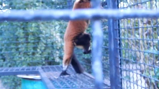 Огненные красавцы лемуры! смотреть онлайн