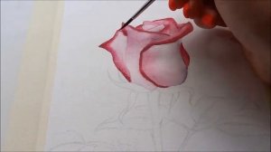 Как живая! Рисуем розу акварелью.