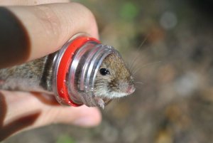 Ловим мышей на подсолнечное масло и семечки