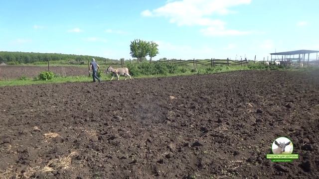 Садим картошку и бороним на ослике Моисее смотреть онлайн
