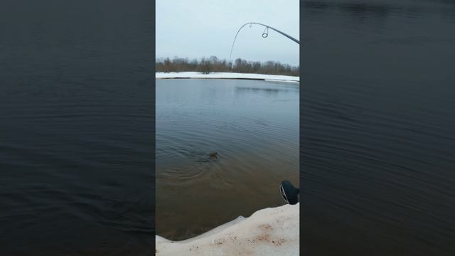 Рыбалка весной. Щука на спиннинг. Как ловить щуку? #рыбалка