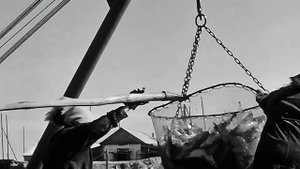 1971 год. Тобольск. Приемка улова на рыбозаводе.