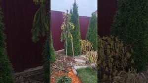 Ель обыкновенная Голд Дрифт. Picea abies gold drift. Садовый дневник. 25.10.23