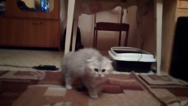 Борзый котенок смотреть онлайн