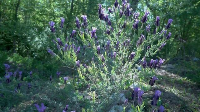 Цветущий сад в конце апреля. Лаванда, сакура, ракитник, глициния, фотиния. Лесосад смотреть онлайн