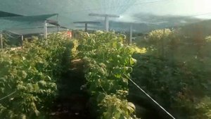 Что необходимо сделать на малине в период цветения? Малина/Обязательные процедуры перед созреванием