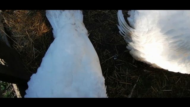 Остались 2 индюка и 2 индюшки Зелень, витамины с огорода смотреть онлайн