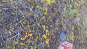Грибы рыжики. Какие болезни лечат рыжики.