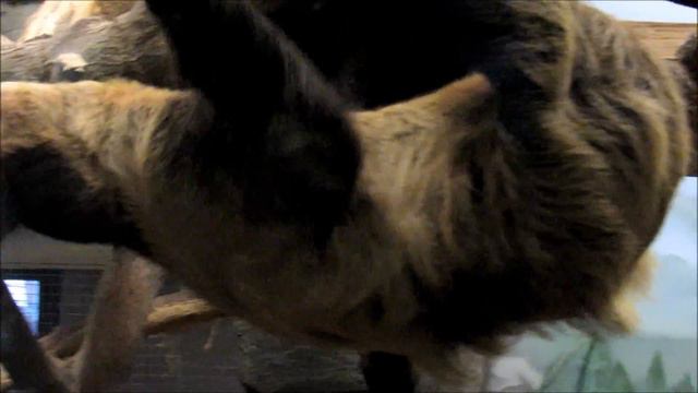 Ленивцы кушают вниз головой18.09.18 г. смотреть онлайн