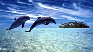 Частота 528 Гц с голосами дельфинов.